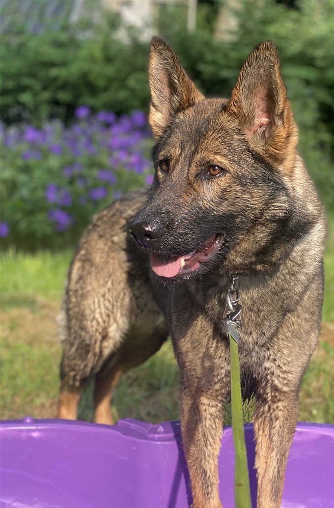 Smukke Bali vandhund